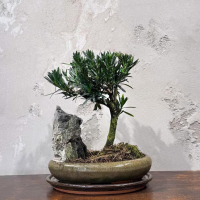 Бонсай Подокарпус со скалой Бонсай Подокарпус со скалой
