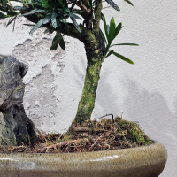 Бонсай Подокарпус со скалой Бонсай Подокарпус со скалой