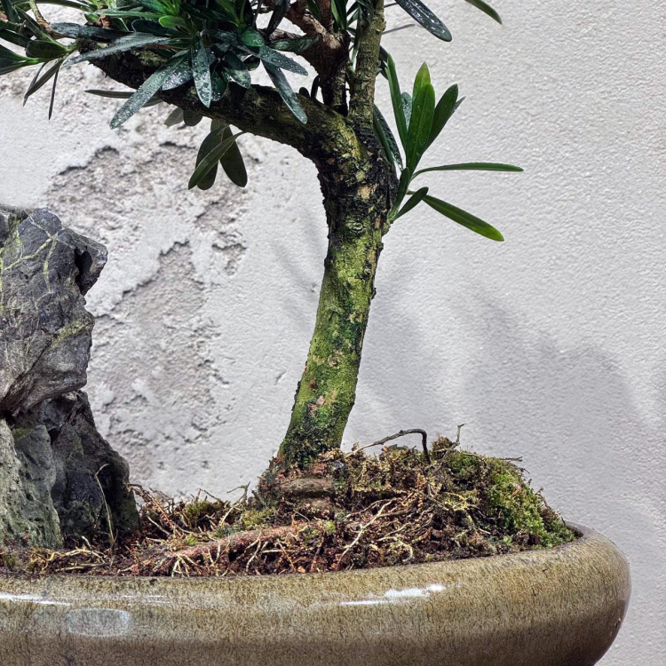 Бонсай Подокарпус со скалой Бонсай Подокарпус со скалой
