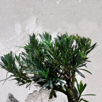 Бонсай Подокарпус со скалой Бонсай Подокарпус со скалой