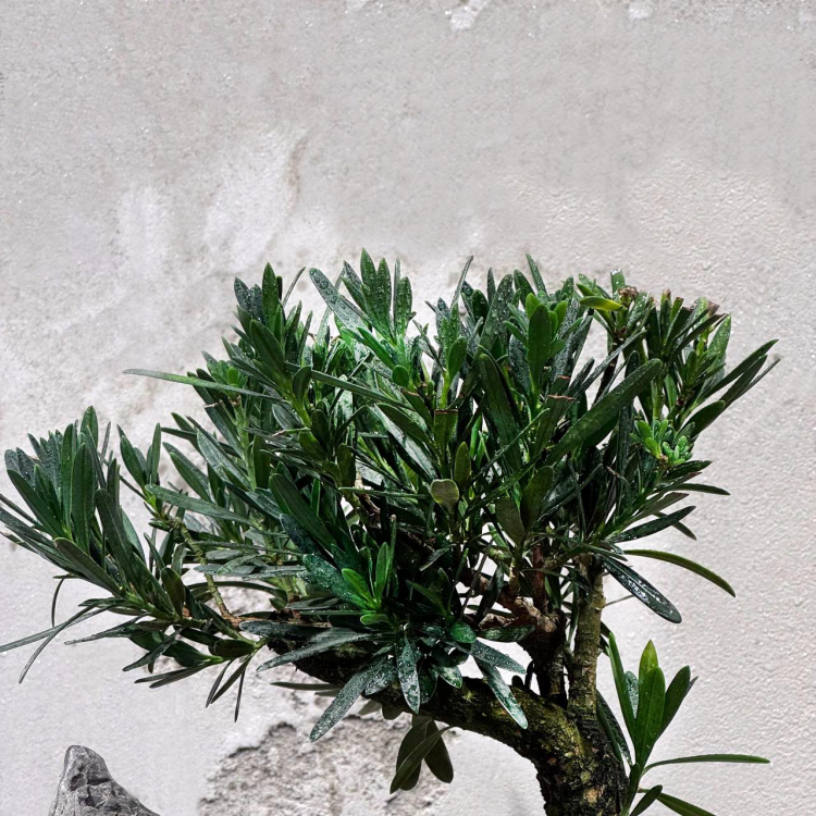 Бонсай Подокарпус со скалой Бонсай Подокарпус со скалой