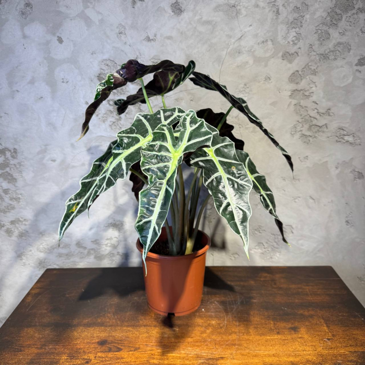 Алоказия Полли D17 Алоказия Полли D17