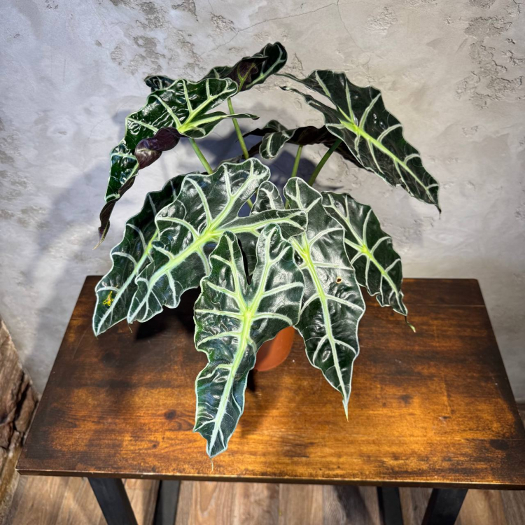 Алоказия Полли D17 Алоказия Полли D17