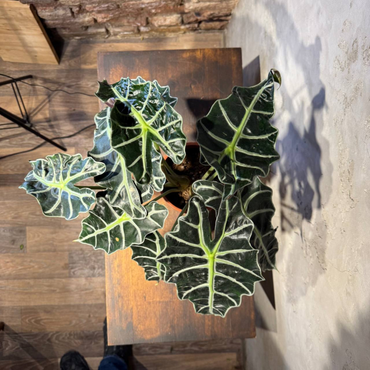 Алоказия Полли D17 Алоказия Полли D17