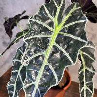 Алоказия Полли D17 Алоказия Полли D17