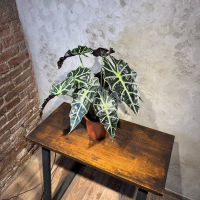 Алоказия Полли D17 Алоказия Полли D17