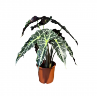 Алоказия Полли D17 Алоказия Полли D17