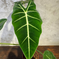 Алоказия Фрайдек D12 Алоказия Фрайдек D12