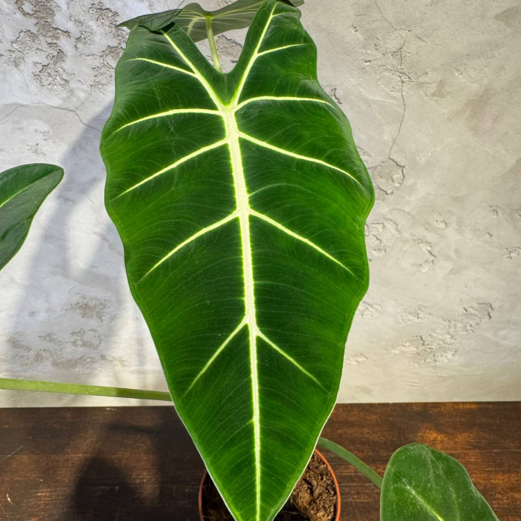 Алоказия Фрайдек D12 Алоказия Фрайдек D12