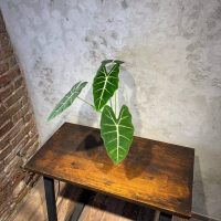 Алоказия Фрайдек D12 Алоказия Фрайдек D12