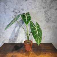 Алоказия Фрайдек D12 Алоказия Фрайдек D12