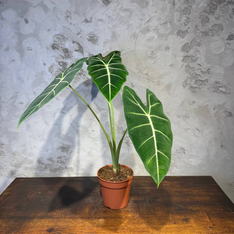 Алоказия Фрайдек D12 Алоказия Фрайдек D12