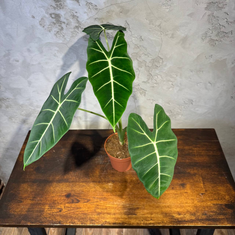 Алоказия Фрайдек D12 Алоказия Фрайдек D12