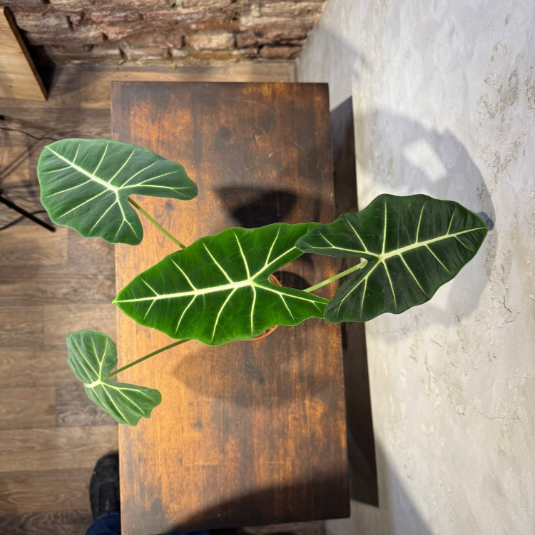 Алоказия Фрайдек D12 Алоказия Фрайдек D12