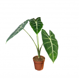 Алоказия Фрайдек D12