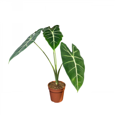 Алоказия Фрайдек D12