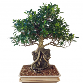 Бонсай - Баньян Коллекционный 76 лет