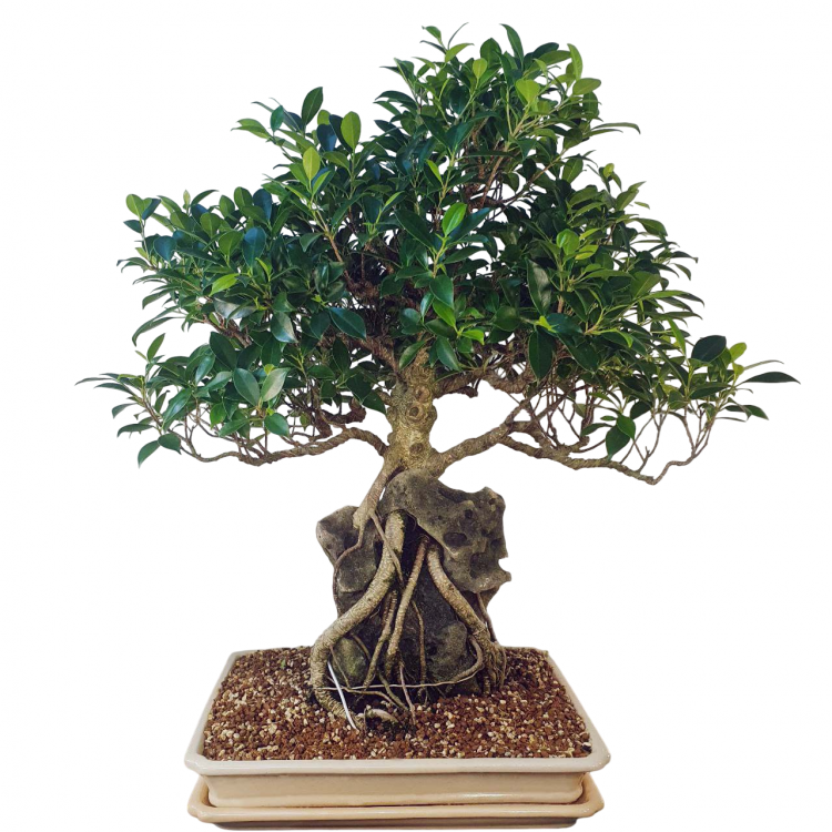 Бонсай - Баньян Коллекционный 76 лет