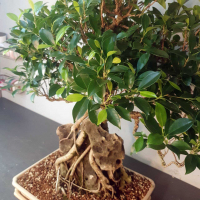 Бонсай - Баньян Коллекционный 76 лет