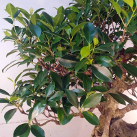 Бонсай - Баньян Коллекционный 76 лет