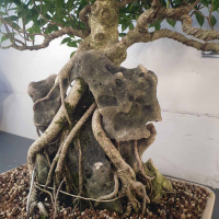 Бонсай - Баньян Коллекционный 76 лет