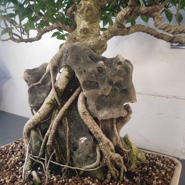 Бонсай - Баньян Коллекционный 76 лет