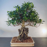 Бонсай - Баньян Коллекционный 76 лет