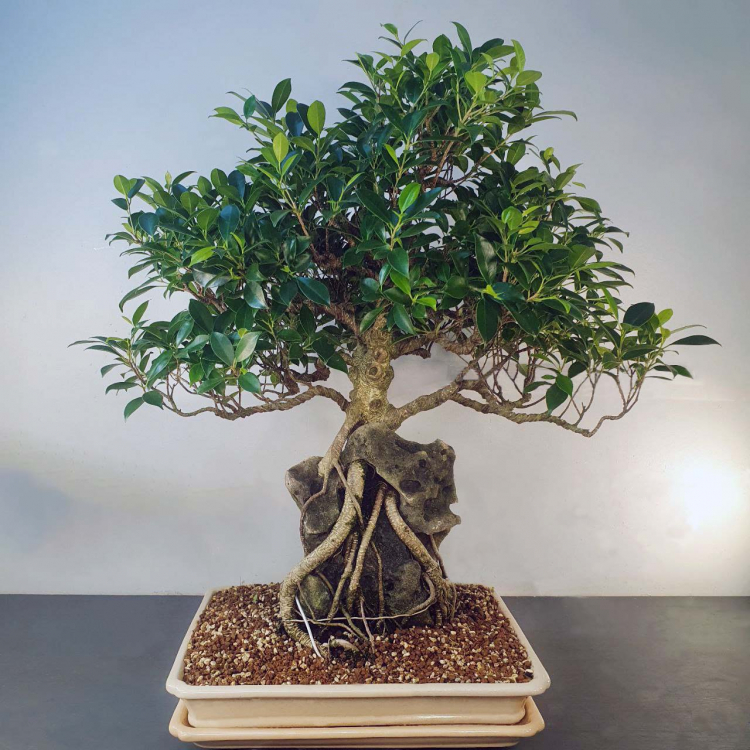 Бонсай - Баньян Коллекционный 76 лет