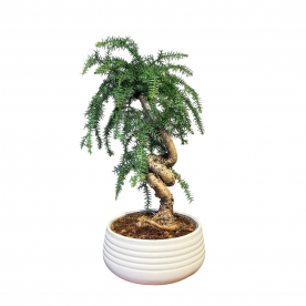 Бонсай Араукария Канингема 30 лет