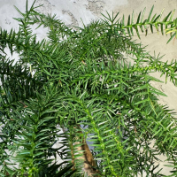 Бонсай Араукария Канингема 30 лет Бонсай Араукария Канингема 30 лет