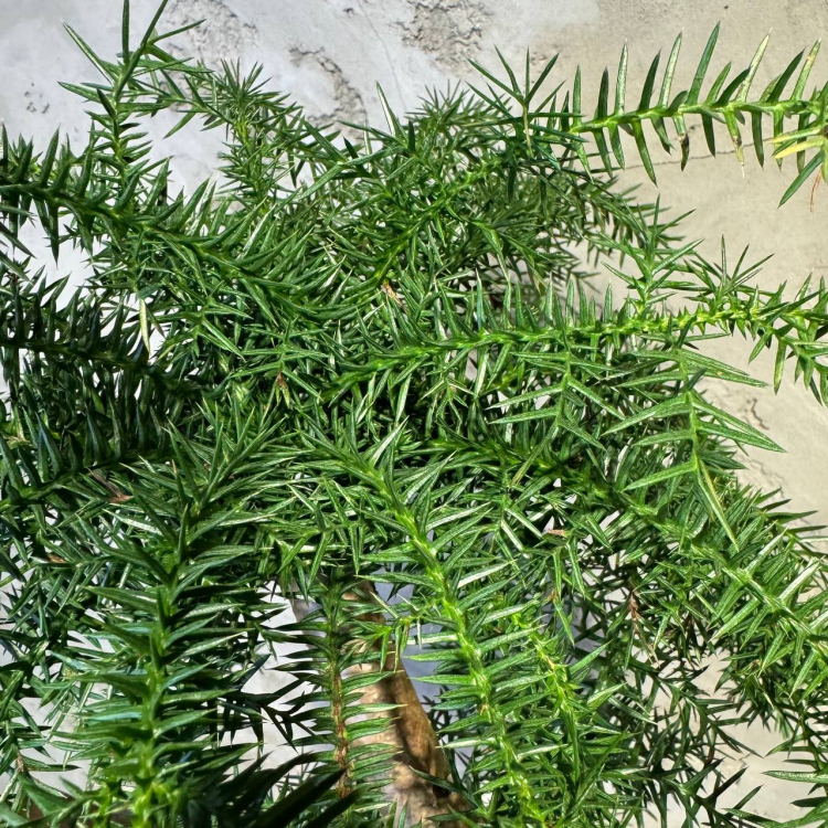 Бонсай Араукария Канингема 30 лет Бонсай Араукария Канингема 30 лет