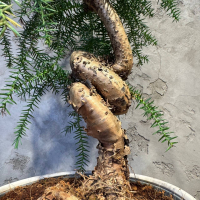 Бонсай Араукария Канингема 30 лет Бонсай Араукария Канингема 30 лет