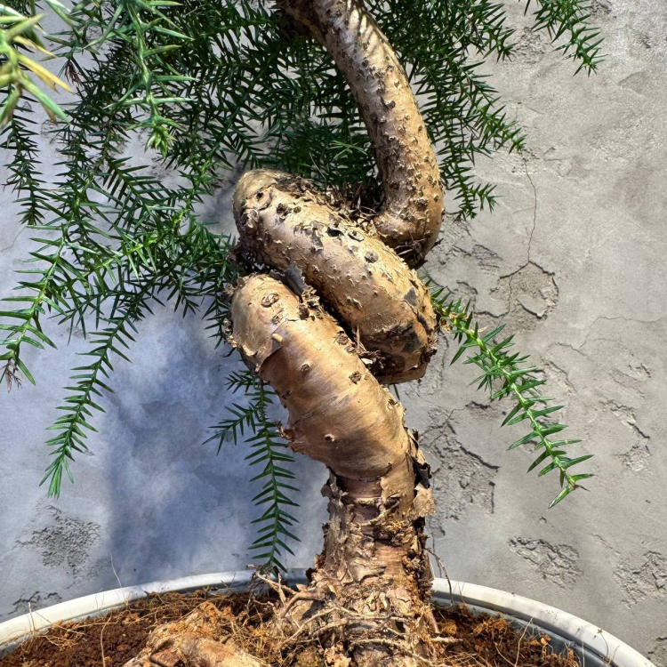 Бонсай Араукария Канингема 30 лет Бонсай Араукария Канингема 30 лет