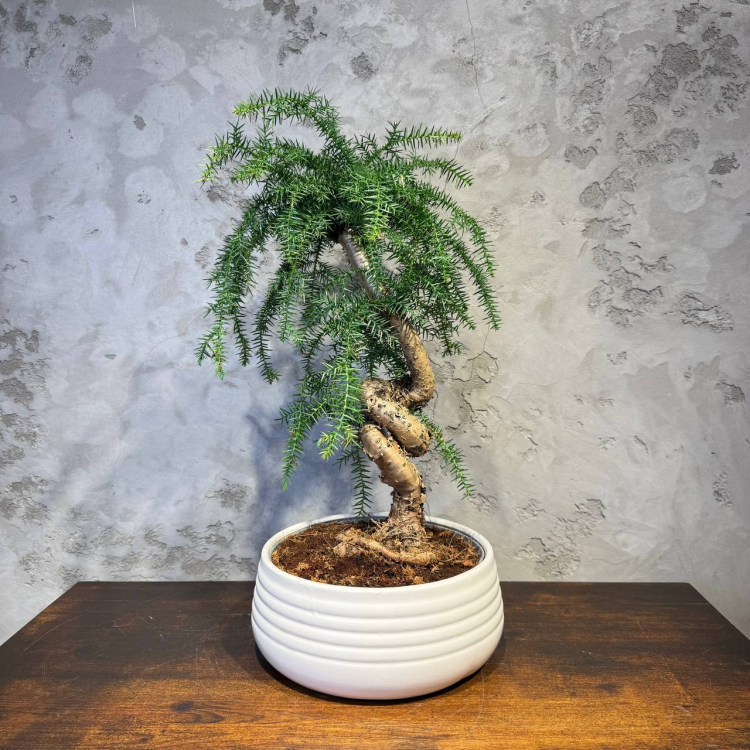Бонсай Араукария Канингема 30 лет Бонсай Араукария Канингема 30 лет