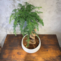 Бонсай Араукария Канингема 30 лет Бонсай Араукария Канингема 30 лет