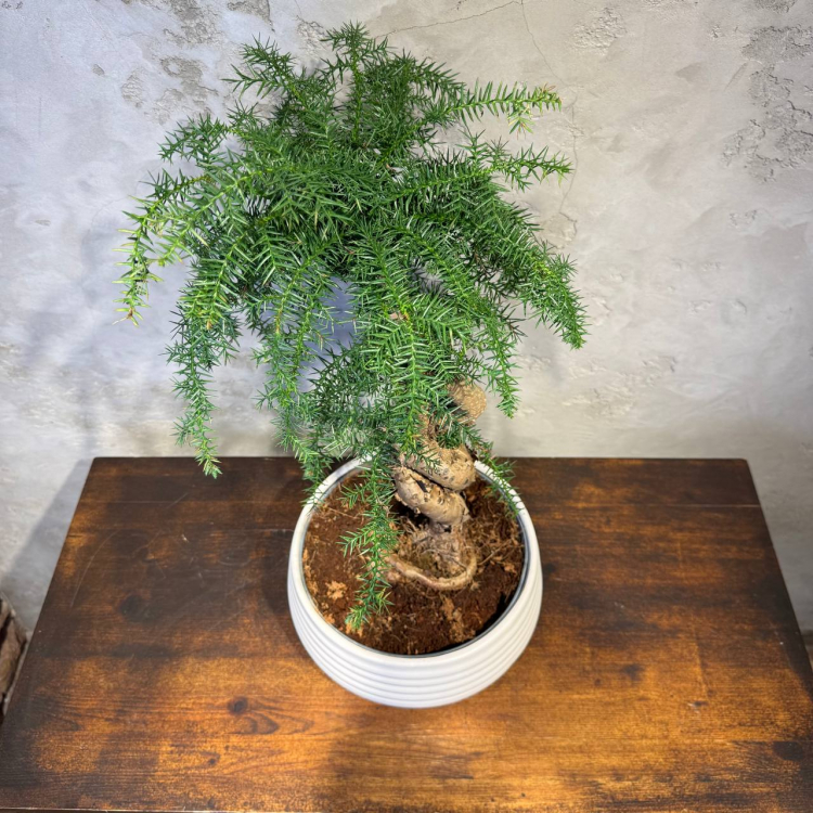 Бонсай Араукария Канингема 30 лет Бонсай Араукария Канингема 30 лет