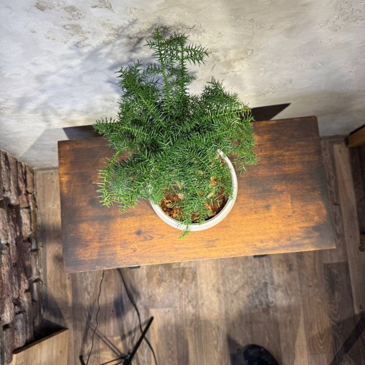 Бонсай Араукария Канингема 30 лет Бонсай Араукария Канингема 30 лет