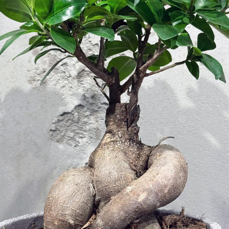 Фикус Микрокарпа 12 лет Фикус Микрокарпа 12 лет