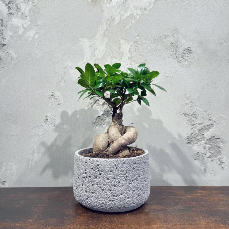 Фикус Микрокарпа 12 лет Фикус Микрокарпа 12 лет