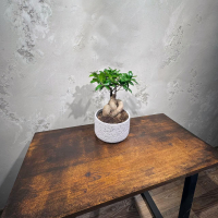 Фикус Микрокарпа 12 лет Фикус Микрокарпа 12 лет