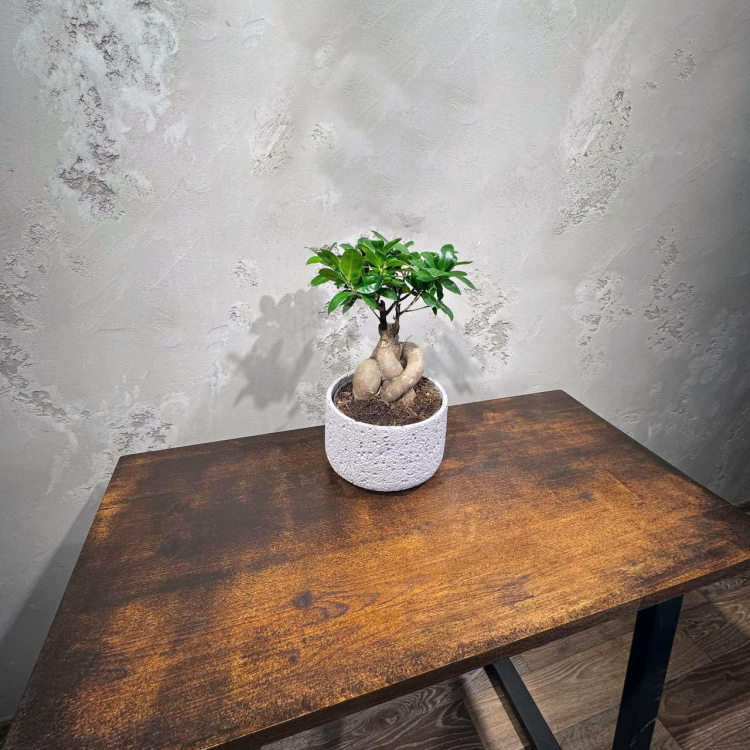 Фикус Микрокарпа 12 лет Фикус Микрокарпа 12 лет