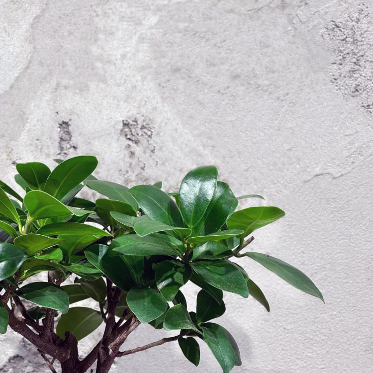 Фикус Микрокарпа 12 лет Фикус Микрокарпа 12 лет