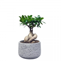 Фикус Микрокарпа 12 лет Фикус Микрокарпа 12 лет