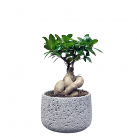 Фикус Микрокарпа 12 лет