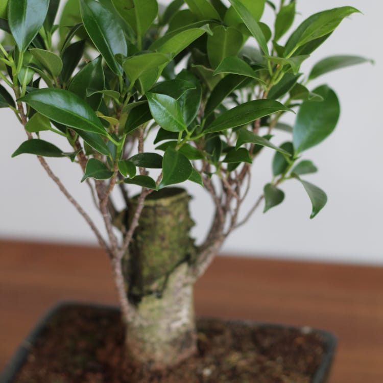 Бонсай Баньян с прямым стволом 8 лет Бонсай Баньян с прямым стволом 8 лет