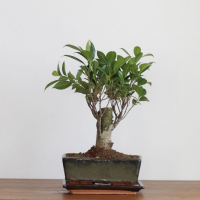 Бонсай Баньян с прямым стволом 8 лет Бонсай Баньян с прямым стволом 8 лет