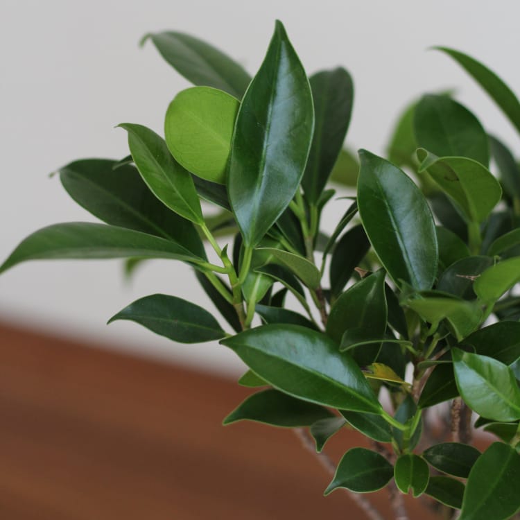 Бонсай Баньян с прямым стволом 8 лет Бонсай Баньян с прямым стволом 8 лет