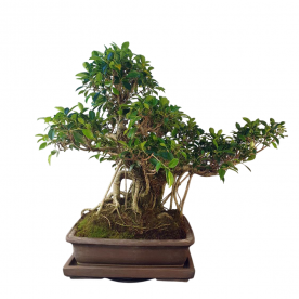 Бонсай - Баньян Коллекционный 91 год