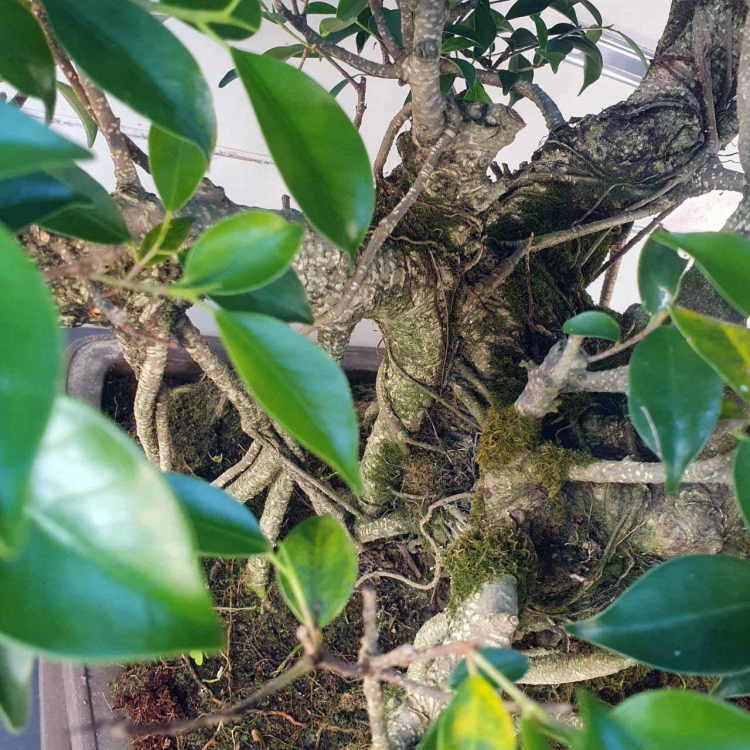 Бонсай - Баньян Коллекционный 91 год Бонсай - Баньян Коллекционный 91 год