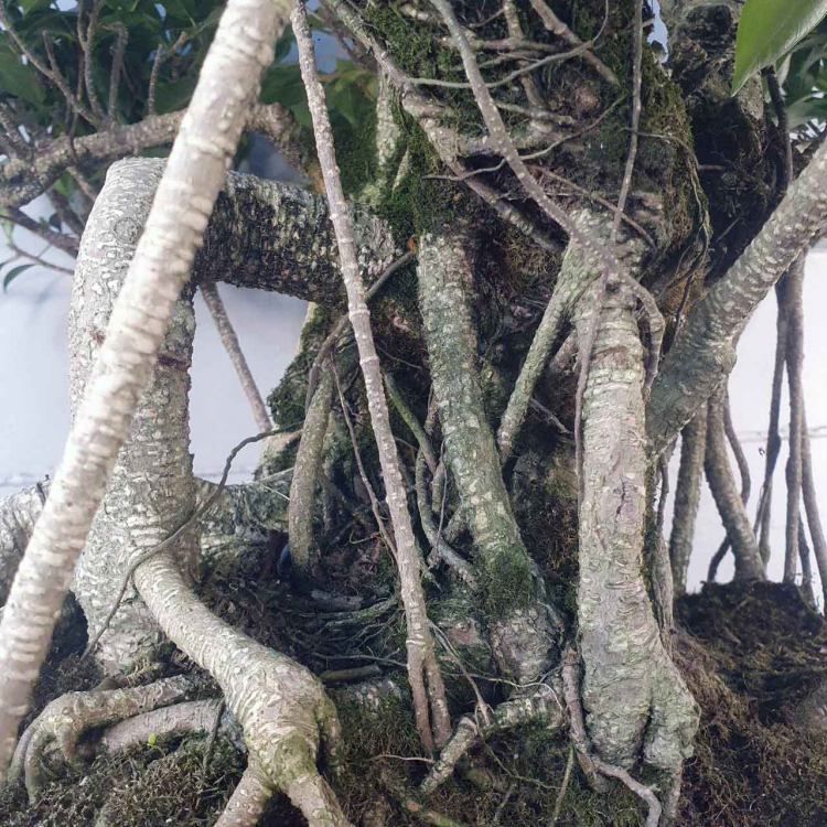 Бонсай - Баньян Коллекционный 91 год Бонсай - Баньян Коллекционный 91 год